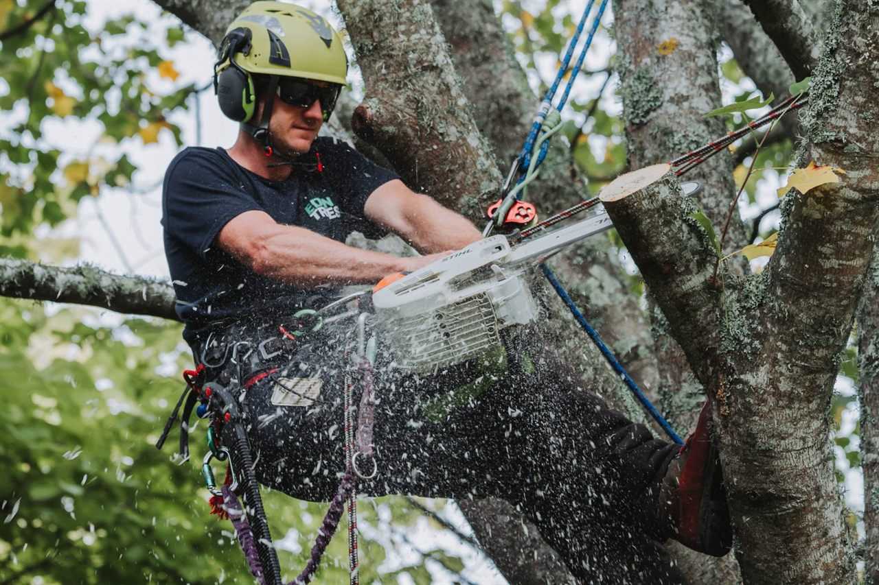 Eden Trees arborist pruning a tree in Tauranga